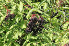 Elder 'Samidan'