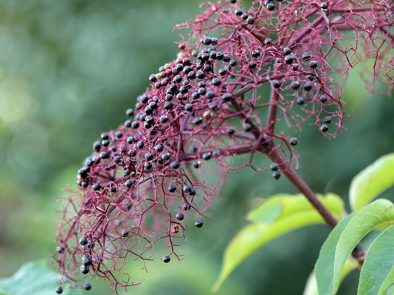 American Elder 'Johns'