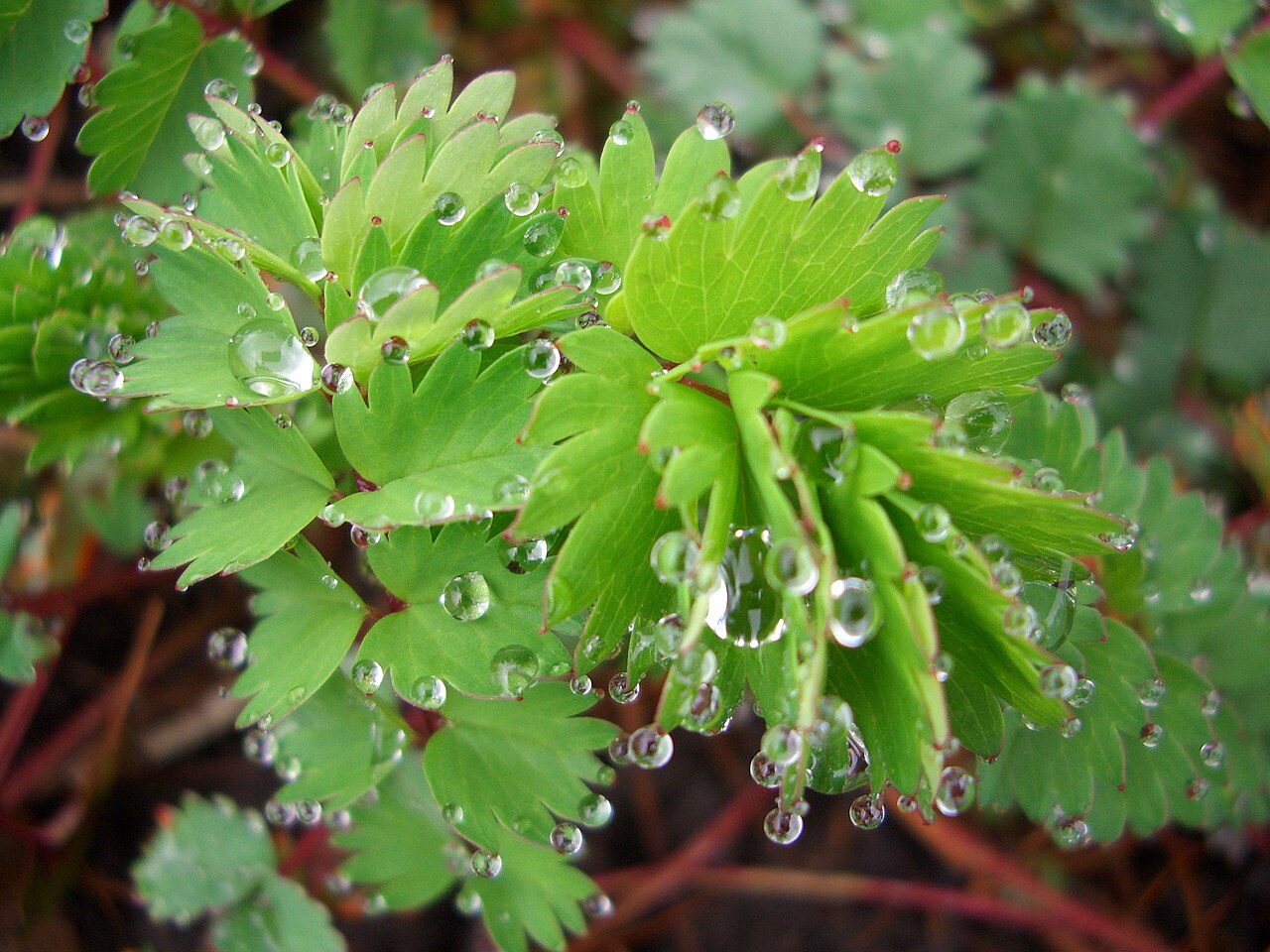 Salad Burnet
