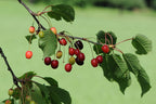 Cherry 'Morello'