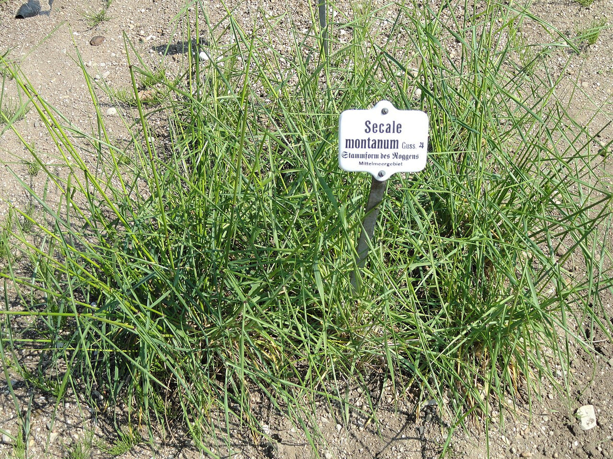 Perennial Mountain Rye