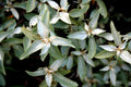 Silver Berry
