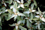 Silver Berry