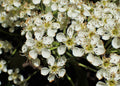 Sorbopyrus 'Titan'