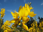 Spanish Broom