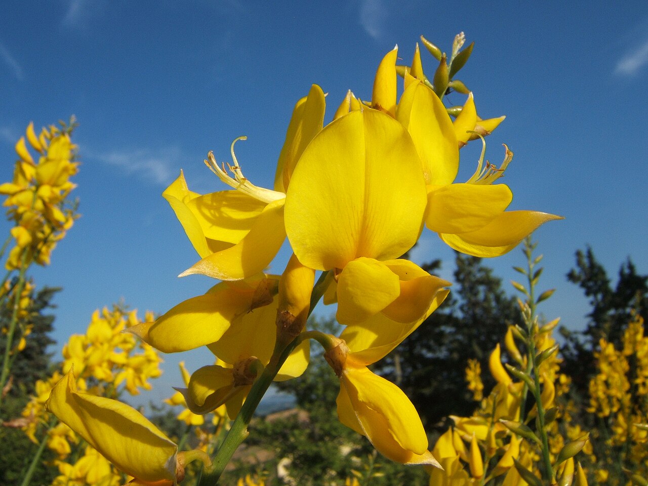 Spanish Broom