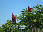 Smooth Sumac
