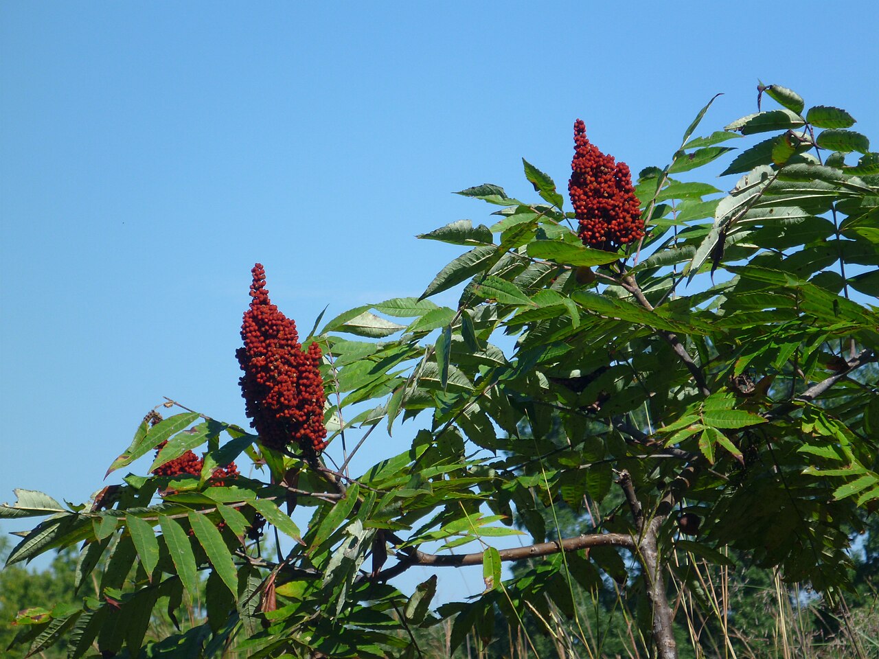 Smooth Sumac