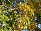 Pecan 'Northern'
