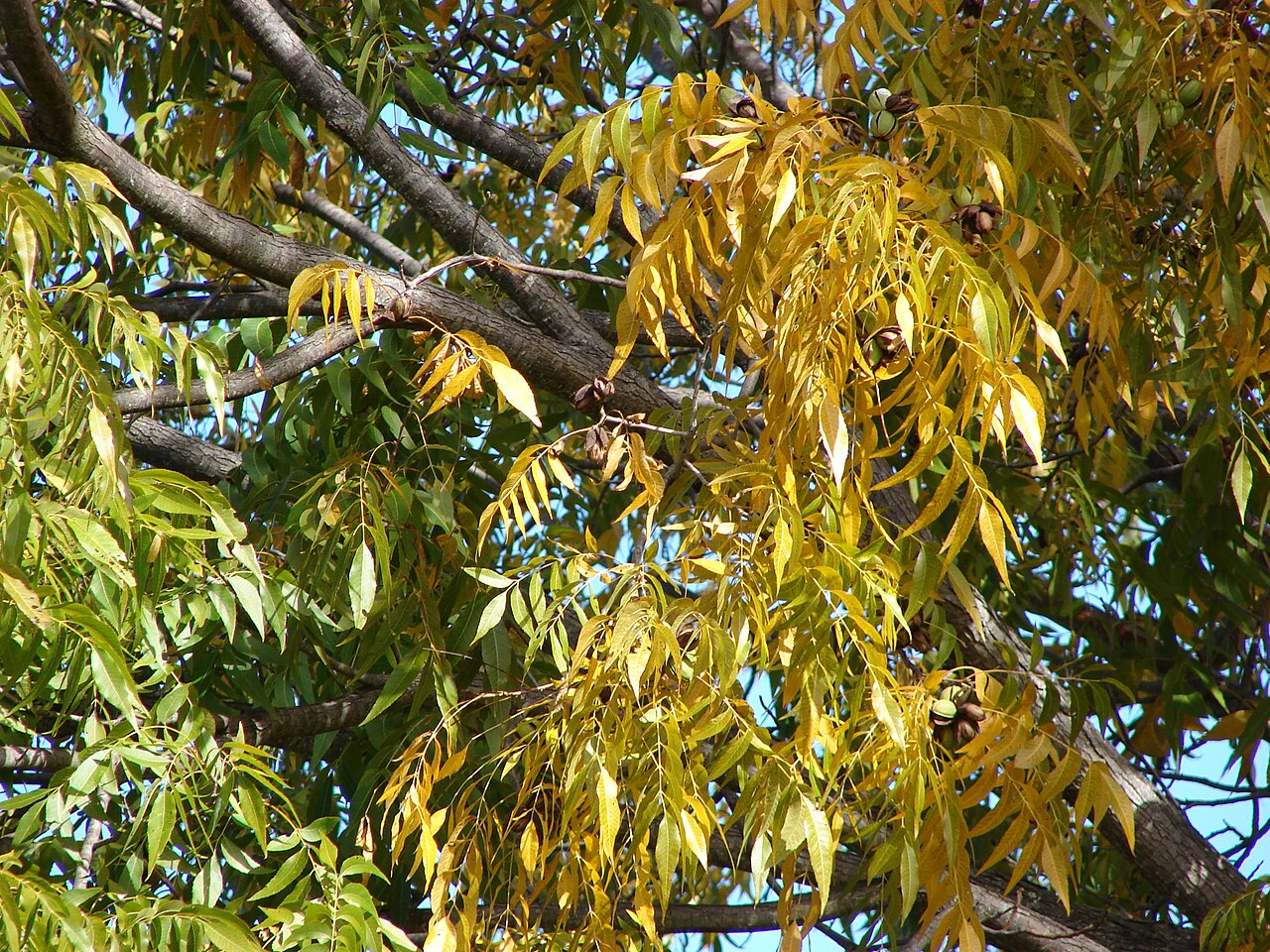 Pecan 'Northern'