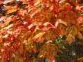 Red Maple
