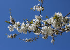 Cherry 'Morello'