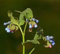 Dwarf Comfrey 'Wisley Blue'