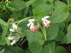 Dwarf Comfrey