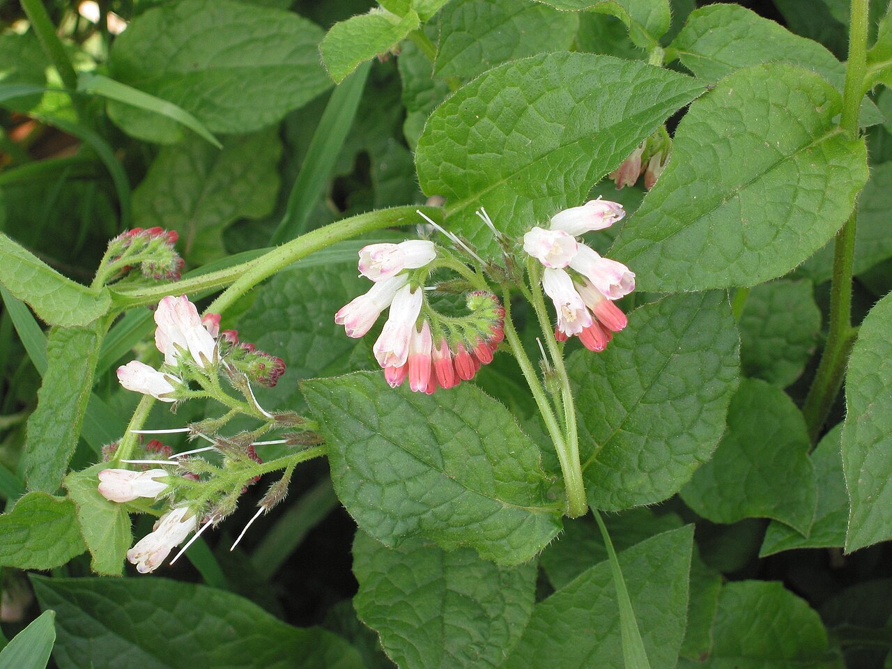 Dwarf Comfrey