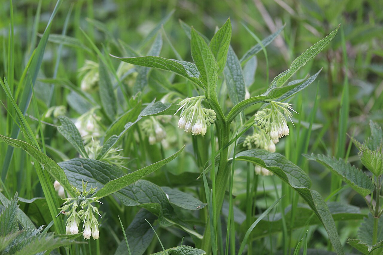 Dwarf Comfrey
