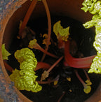 Rhubarb 'Timperley Early'