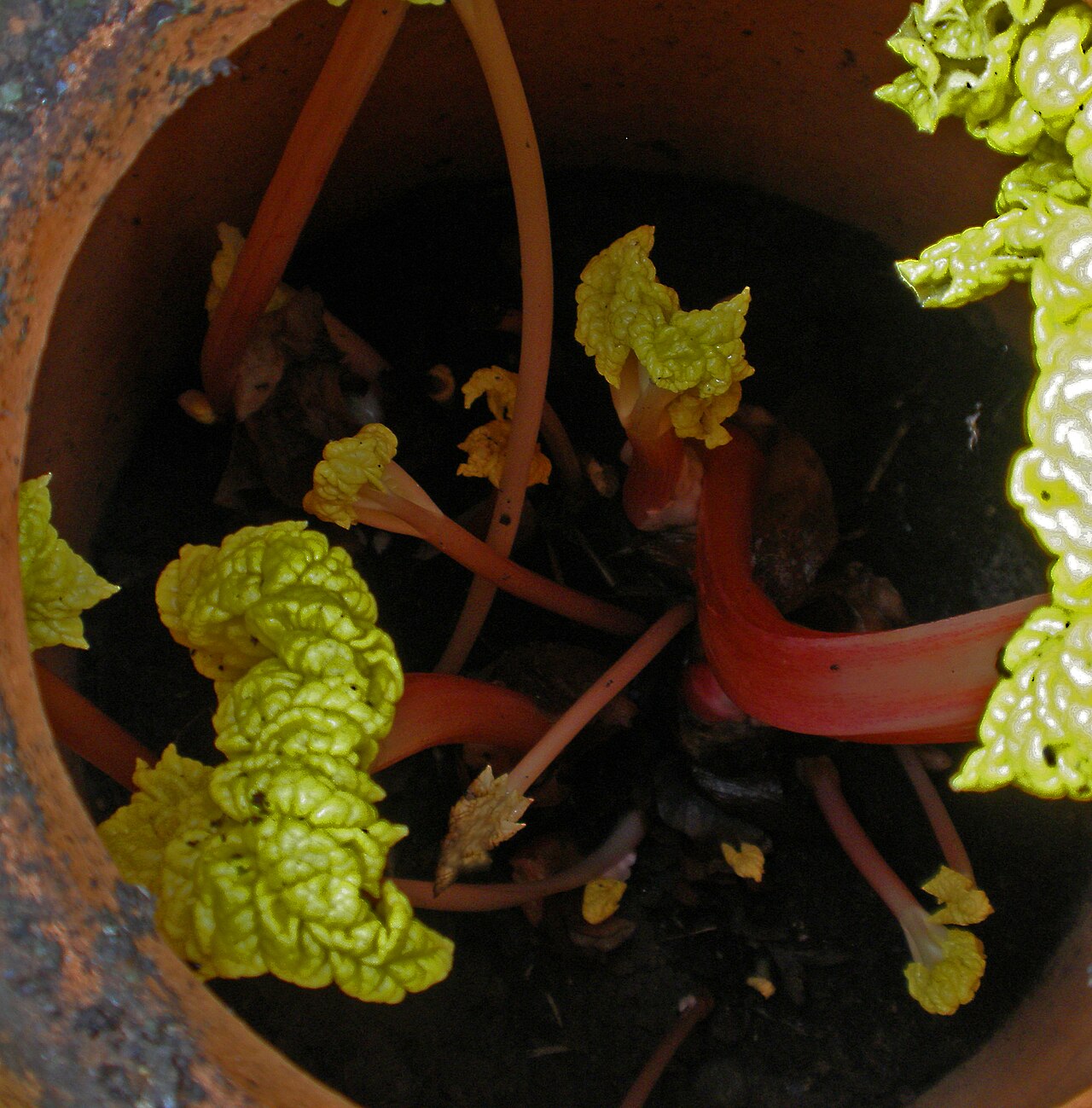 Rhubarb 'Timperley Early'