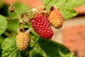Thornless Loganberry