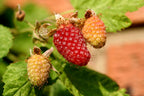 Thornless Loganberry
