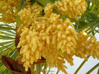 Chusan Palm
