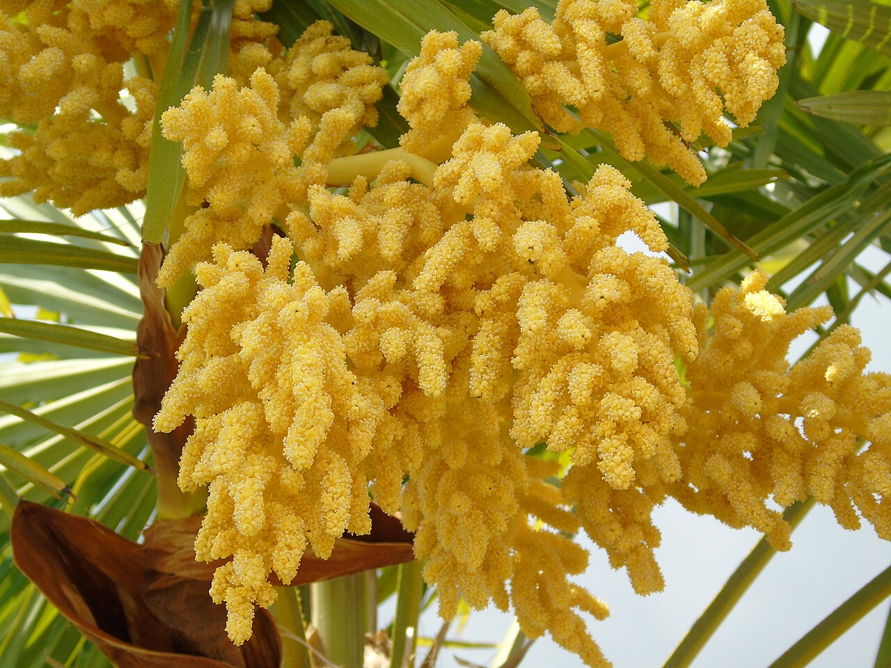 Chusan Palm