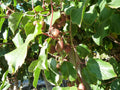 Kiwi Berry 'Anna'