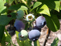 Blueberry 'Patriot'
