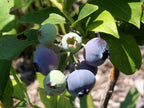Blueberry 'Patriot'