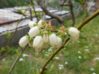 Blueberry 'Patriot'