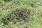 Cranberry