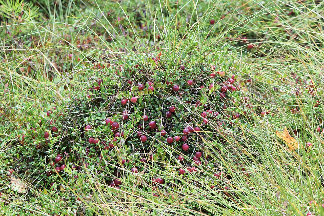 Cranberry