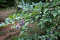 Blueberry 'Coville'