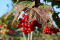 Highbush Cranberry 'Phillips'