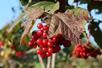 Highbush Cranberry 'Phillips'