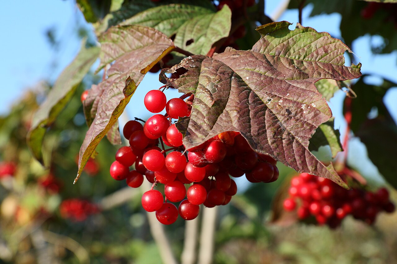 Highbush Cranberry 'Phillips'