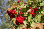 Highbush Cranberry 'Wentworth'