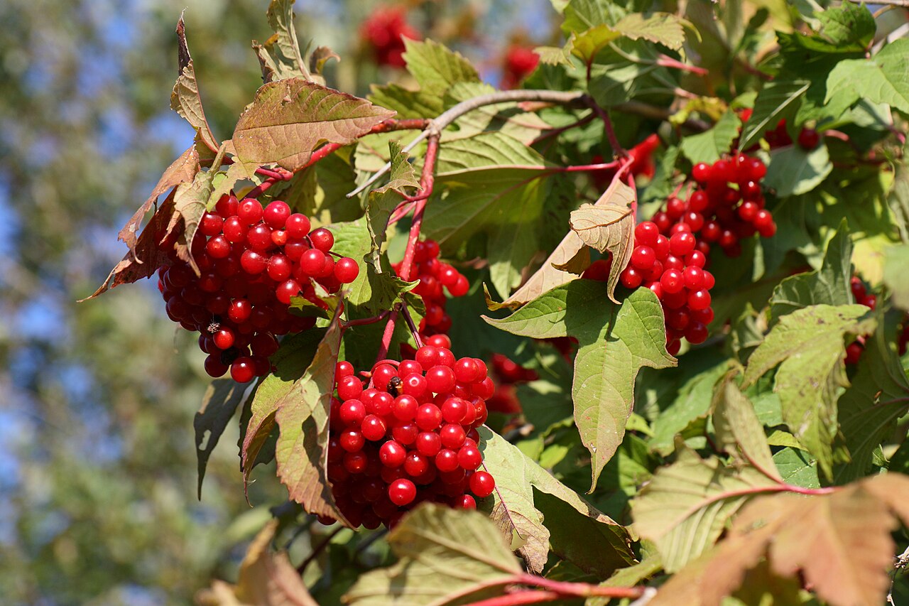 Highbush Cranberry 'Wentworth'