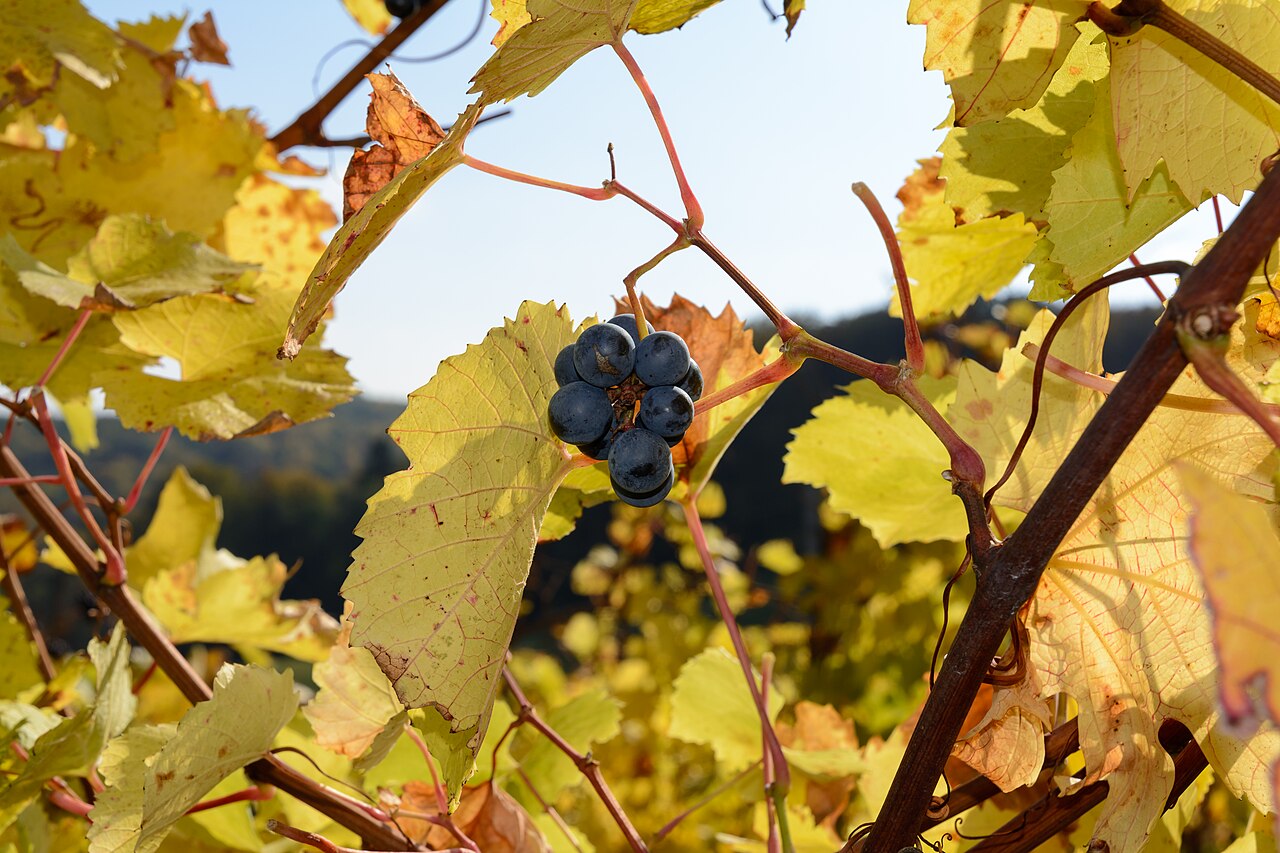 Grape 'Leon Millot'