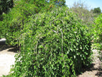 Mulberry 'Pendula'