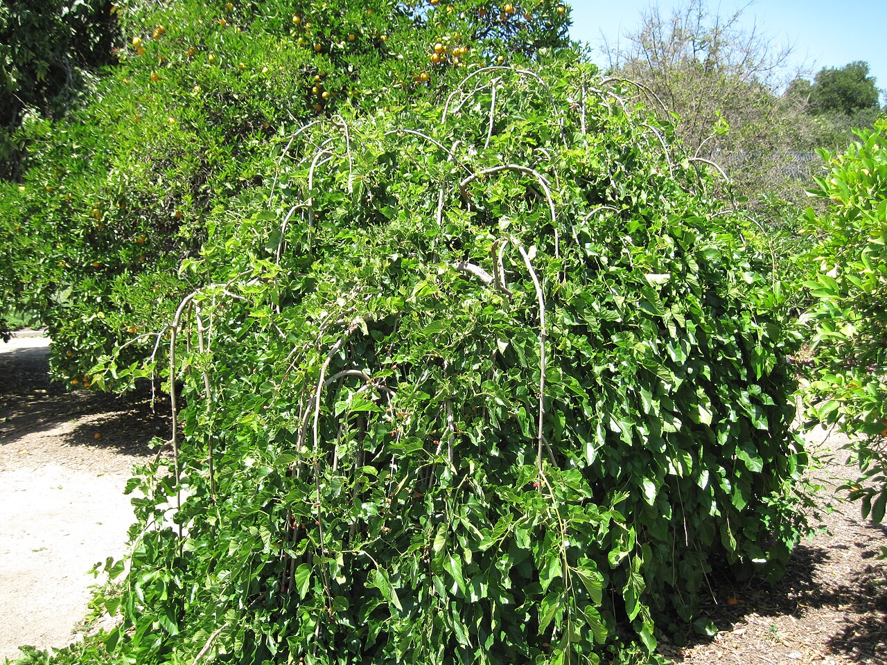 Mulberry 'Pendula'