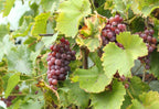 Grape 'Rembrandt'