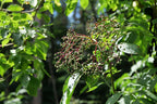 Elder 'Viridis'