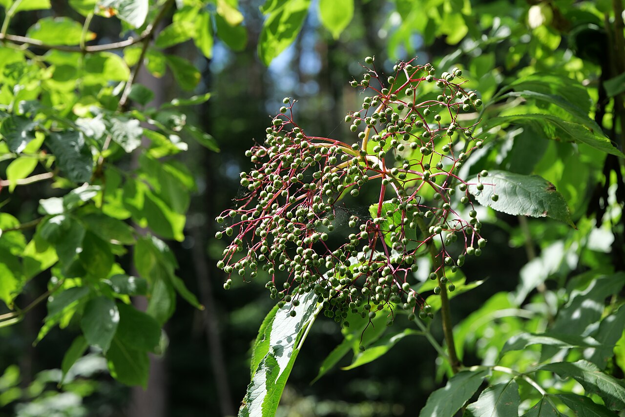 Elder 'Viridis'