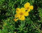 Shrubby Cinquefoil 'Goldfinger'
