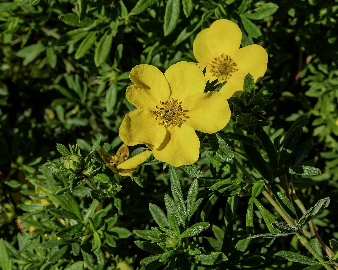 Shrubby Cinquefoil 'Goldfinger'