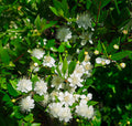 Myrtle