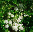 Myrtle