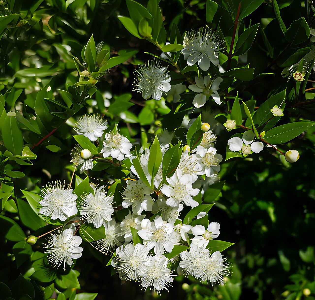 Myrtle