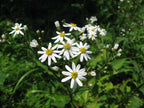 Korean Aster